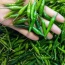 Ớt xiêm tươi, an toàn VietGAP